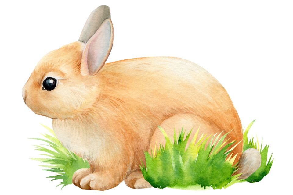 c-mo-dibujar-un-conejo-adobe