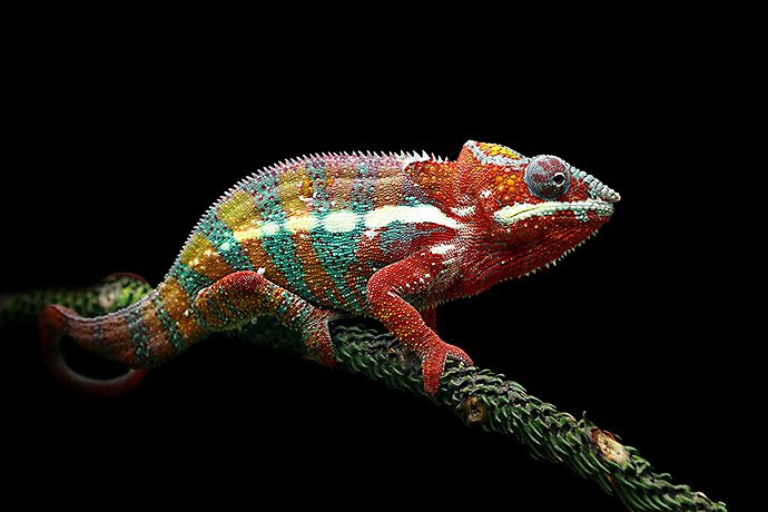 chameleon-panther-with-black-background