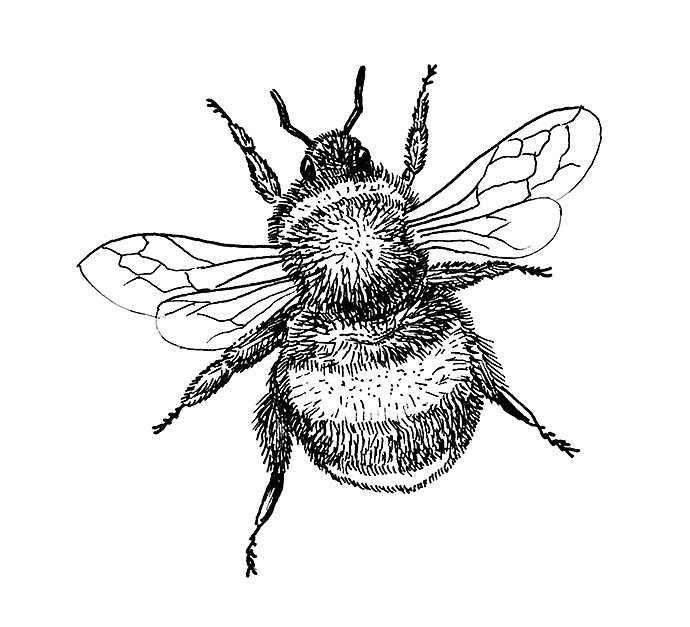 bumblebee-insect-hand-draw-illustration
