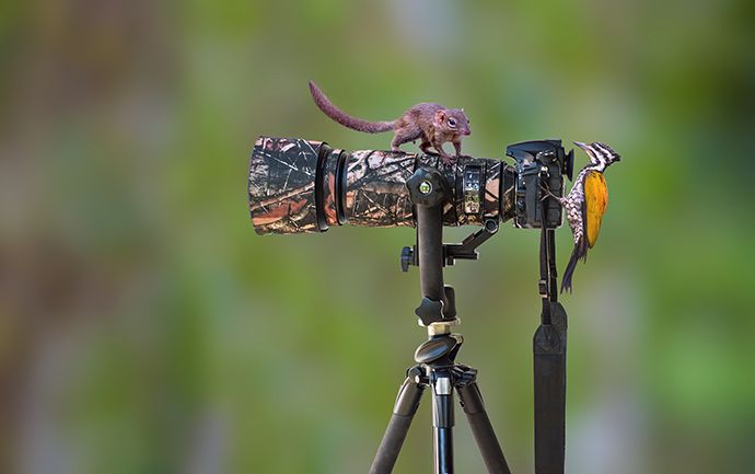 wildlife camera used by photographers