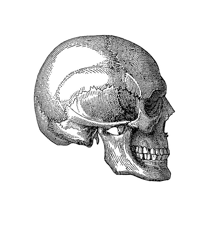 vintage-illustration-of-anatomy-human-skull-lateral-view