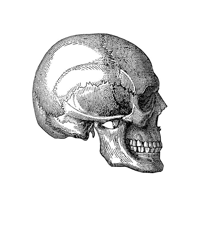 vintage-illustration-of-anatomy-human-skull-lateral-view
