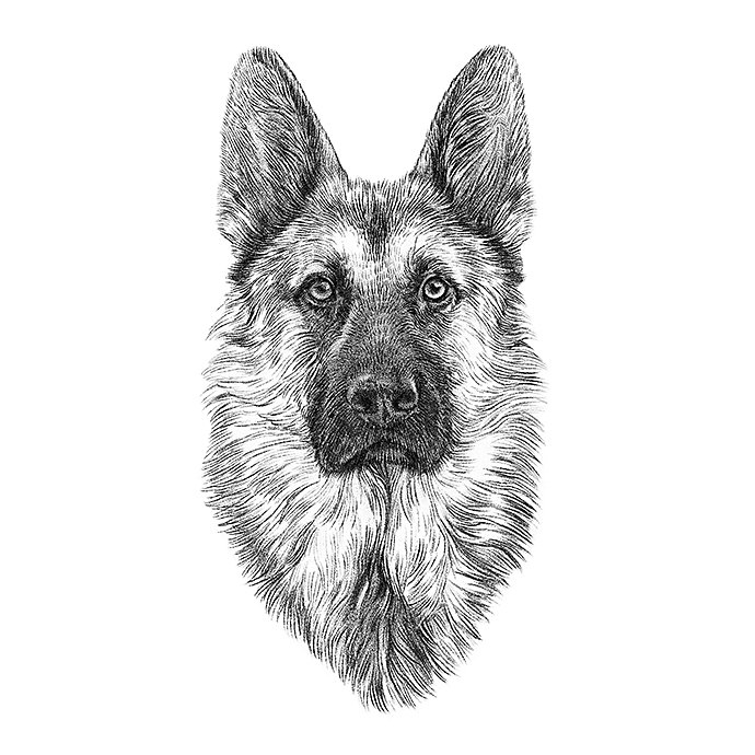 portrait-of-german-shepherd-dog