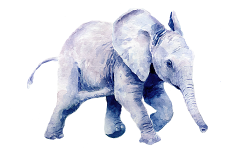  Guía fácil para dibujar un elefante