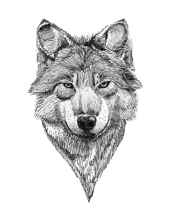 black ink tattoo hand drawn wolf portrait.