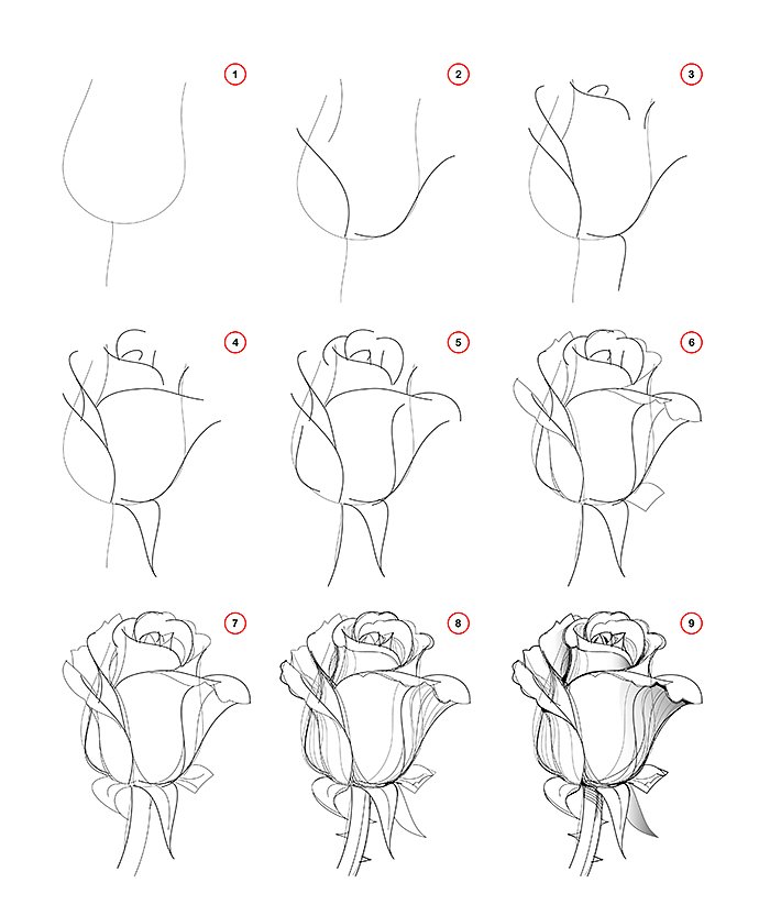 how-to-draw-step-wise-beautiful-rose-flower-bud-creation-step-by-step-pencil-drawing-educational-page-for-artists-school-textbook-for-developing-artistic-skills-hand-drawn-vector-image/298544561
