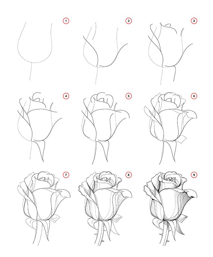 something easy to draw for beginners