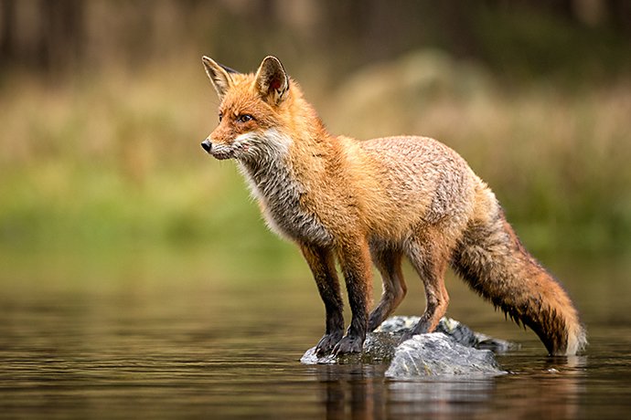 Ultimate Guide to Wildlife Photography | Adobe