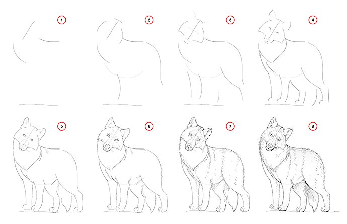 how to draw a wolf sketch