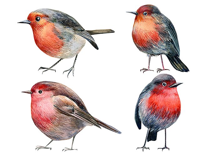 set-of-robin-birds-on-an-isolated-white-background-watercolor-illustration-hand-drawing-postcard