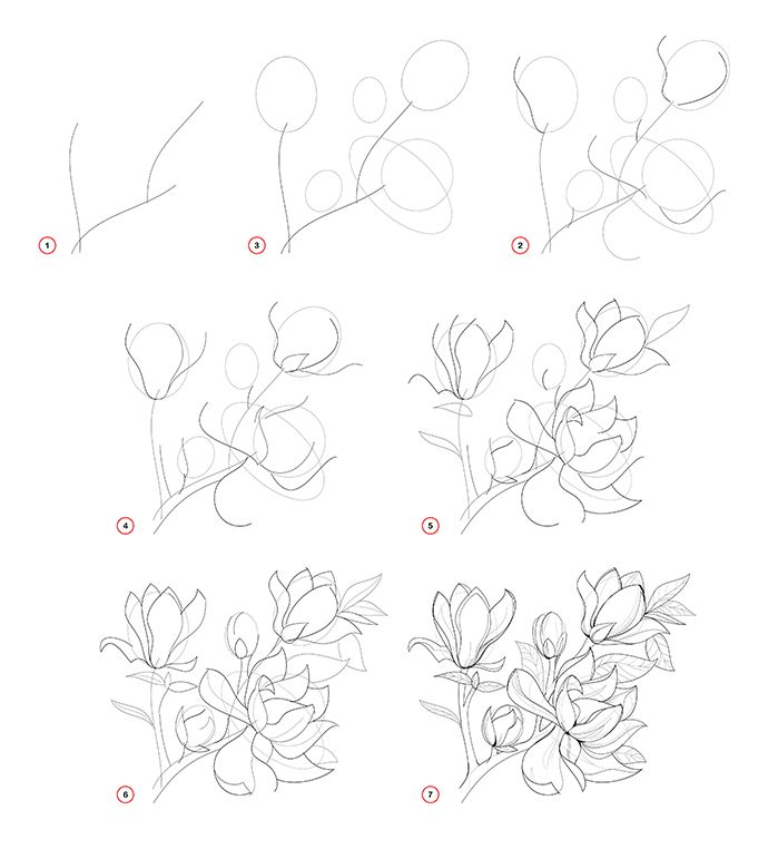 Un dessin de tulipe (facile) - Objectif dessin