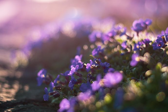 Foto borrosa de unas flores moradas con hojas verdes en el sol