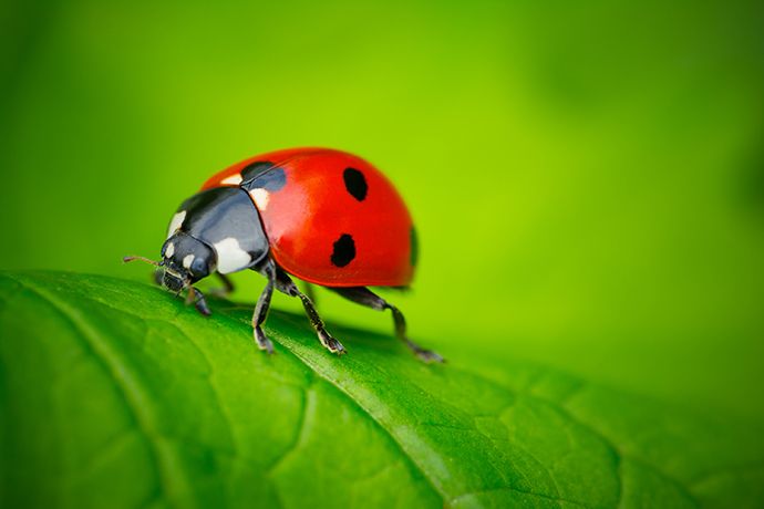 ladybug and leaf