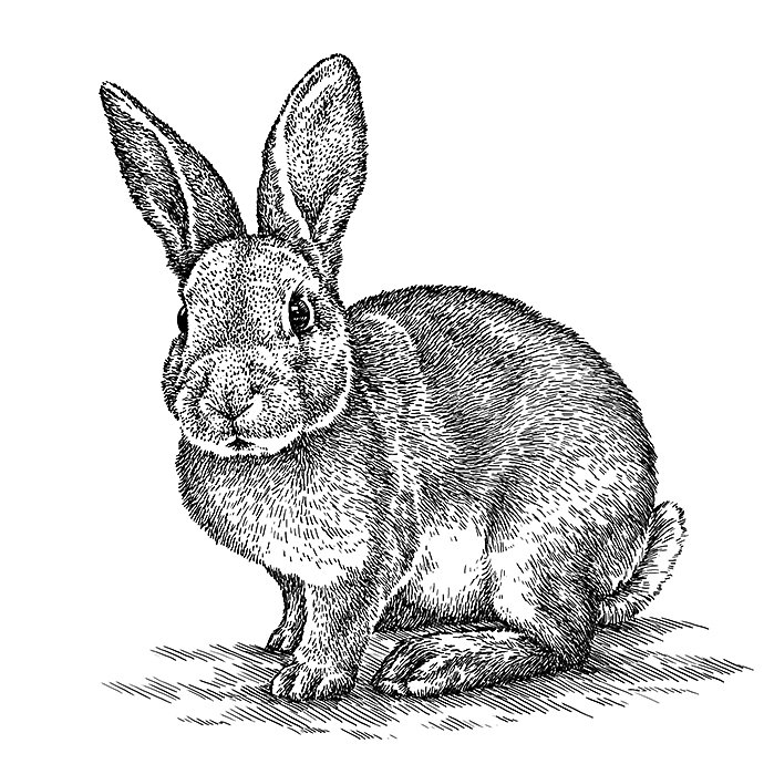 engrave-rabbit-illustration