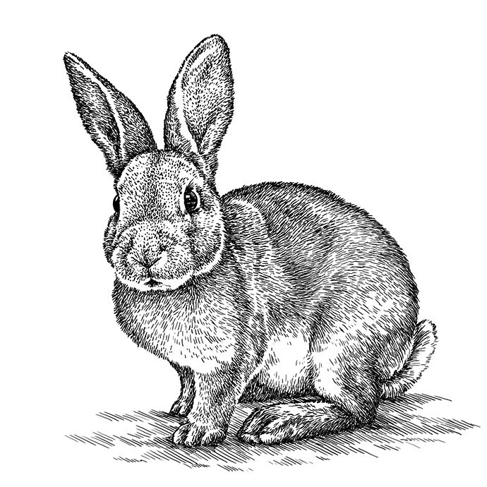 engrave-rabbit-illustration