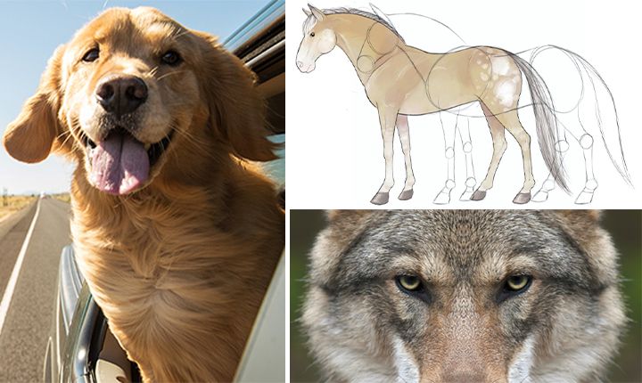 A collage of animal drawings and images
