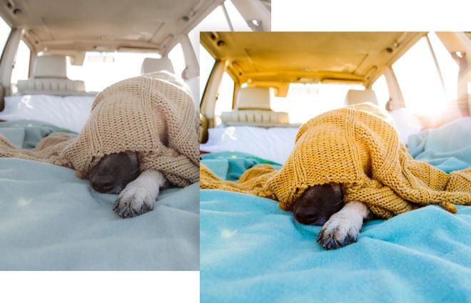 Dog in sweater tone adjustment photo filter.