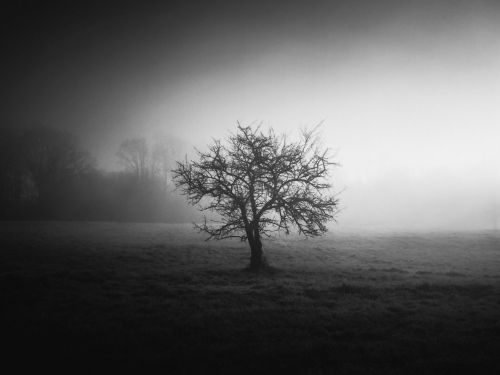 A hazy black-and-white photo of a lone tree in a field creating a dreamlike effect thanks to a vignette