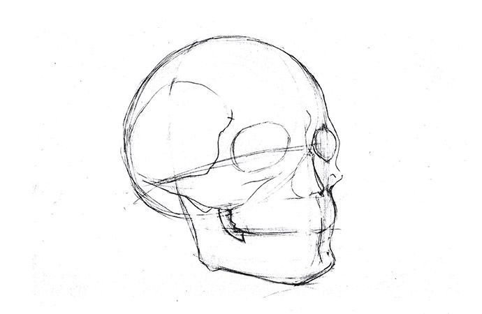 skull drawing angle view