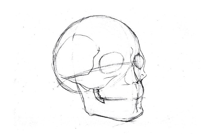 human skull profile sketch