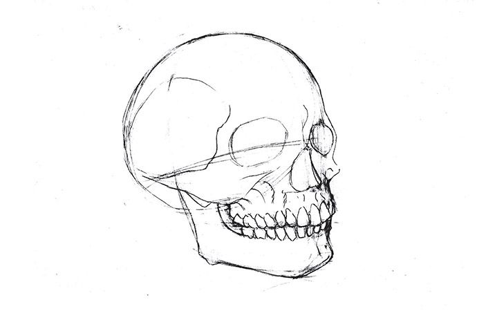 skull drawing angle view