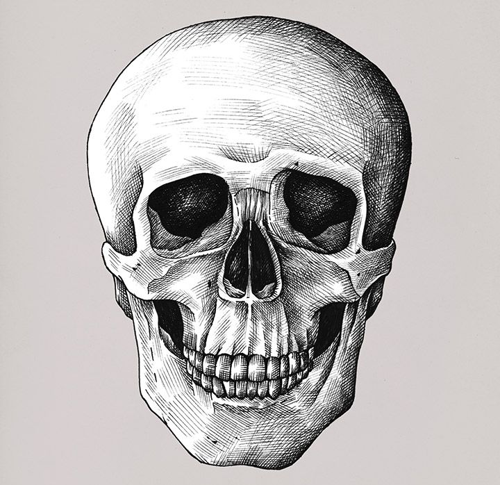 段階的に学ぶ頭蓋骨の描き方 Adobe