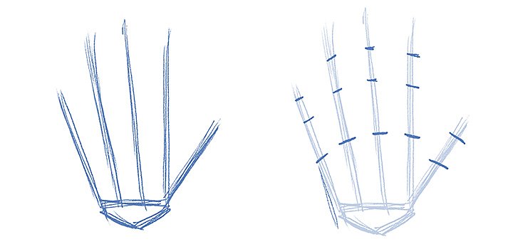 Sketches of a human hand's bone structure