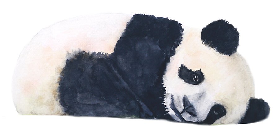 Realistic drawing of a panda lying down