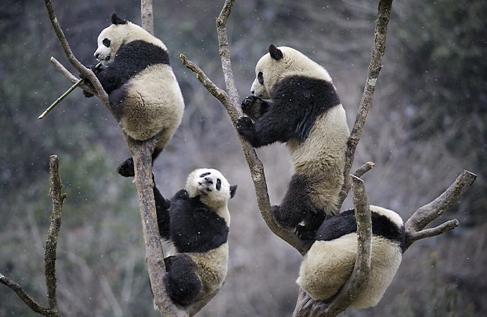 Reference photo of pandas eating in a tree