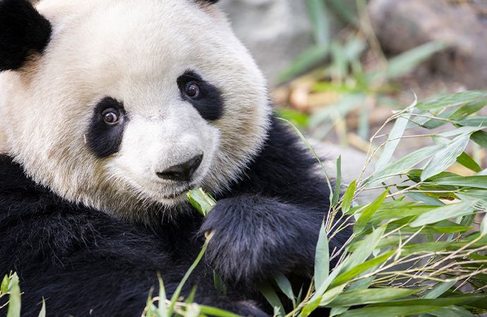 how to draw a panda eating bamboo step by step