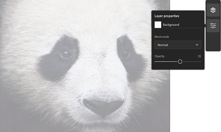 Reference photo of a panda in Adobe Fresco