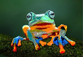 An image of a frog that has been stylized to achieve a painted look.