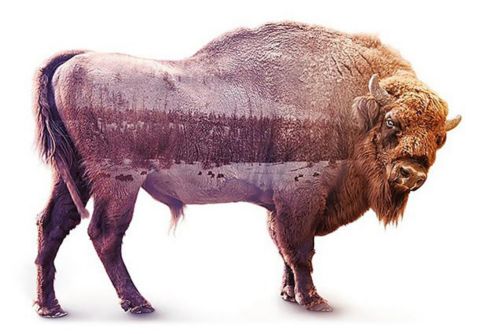 An image of a buffalo combined with an image of a natural landscape.