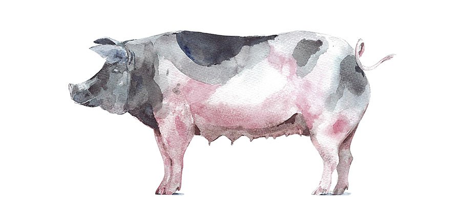 Cómo dibujar un cerdo paso a paso | Adobe