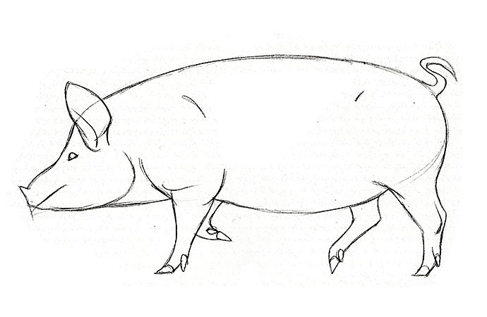 How To Draw A Pig Step By Step Adobe Hand drawn pig black white sketch vector. how to draw a pig step by step adobe