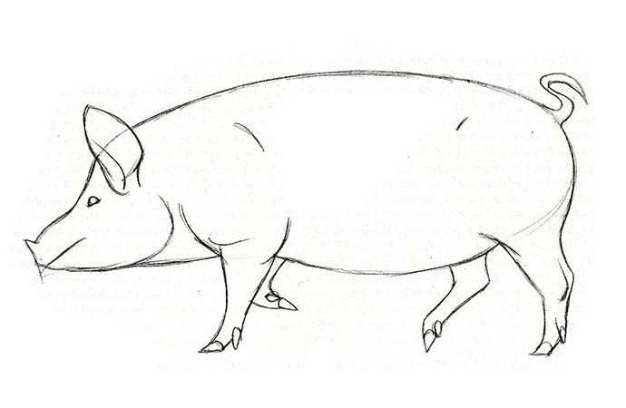 How To Draw A Pig Step By Step Adobe