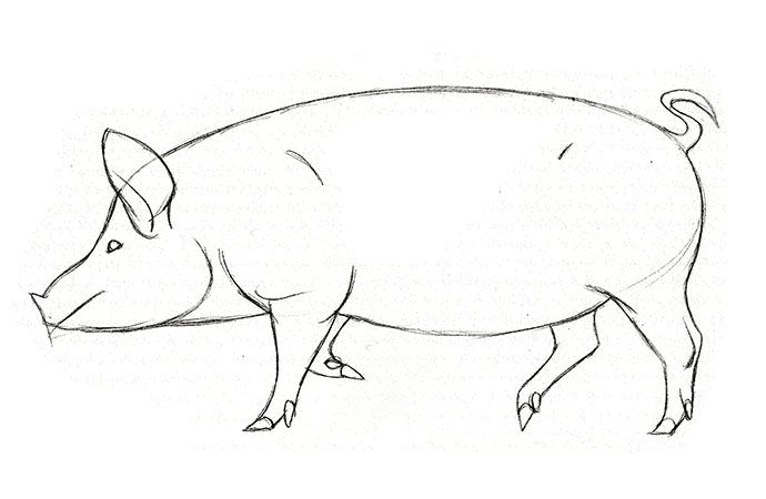 how to draw a pig standing up on two legs