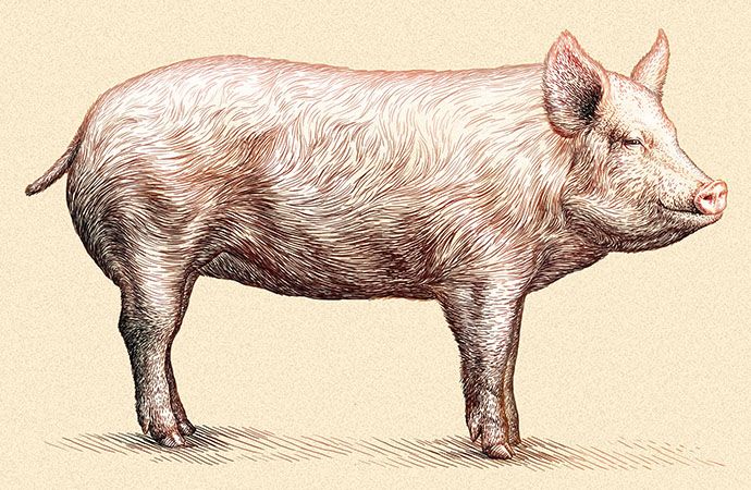 豚の描き方をステップ順に解説 Adobe