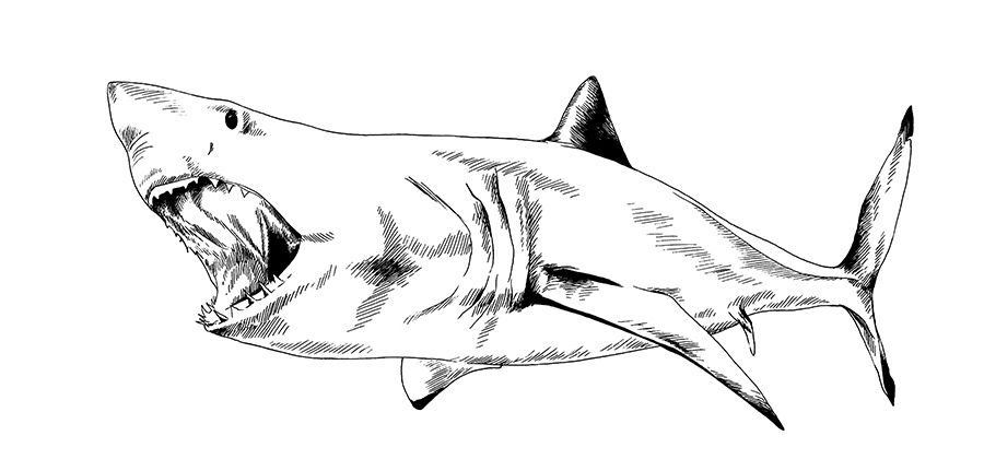 c-mo-dibujar-un-tibur-n-adobe