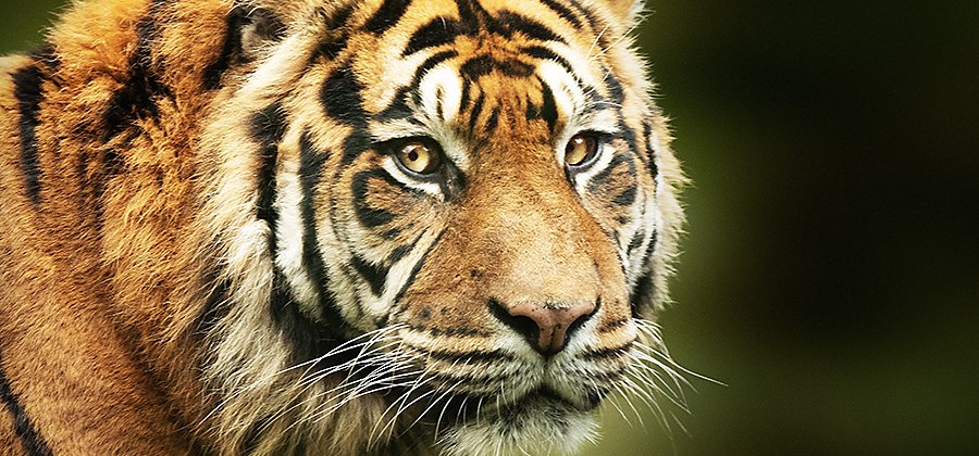 Cómo dibujar un tigre | Adobe