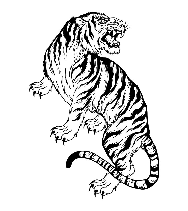 Cómo dibujar un tigre | Adobe