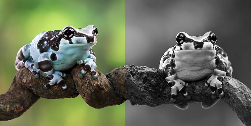 Photograph of two spotted frogs on a tree branch, half in color and half in black and white.