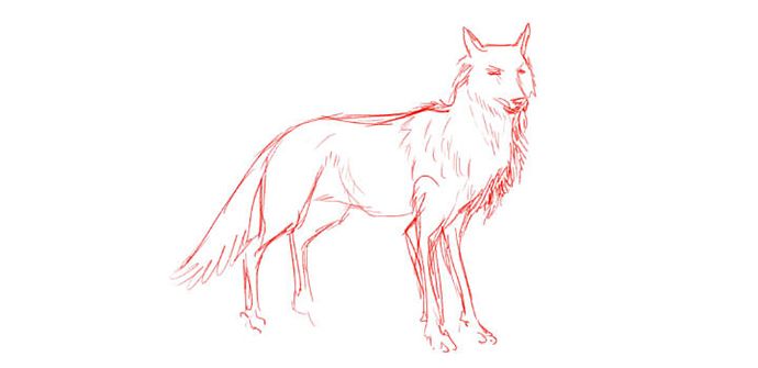 sketch with ren pencil, how to draw a wolf