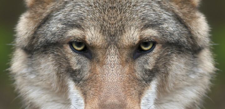 Learn How To Draw A Wolf Adobe