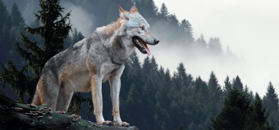 Learn How To Draw A Wolf | Adobe
