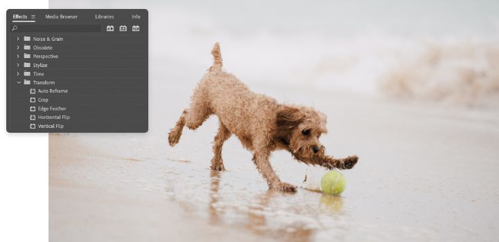 อินเตอร์เฟส Transform Effect จาก Adobe Premiere Pro มีการสับเปลี่ยนในวิดีโอของสุนัขที่กำลังเล่นอยู่บนชายหาด