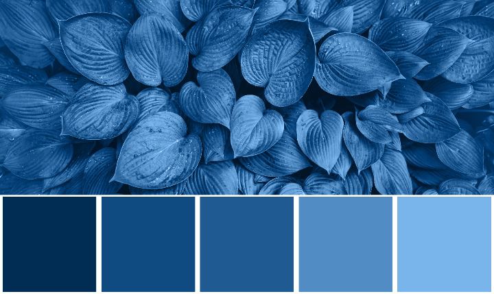 Couleur bleu sarcelle : signification, usages et nuances