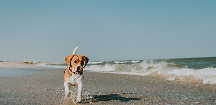 Beagle dog, walking along the beach on a sunny day.