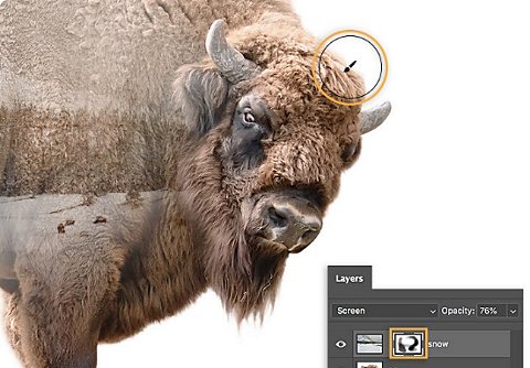 Double exposure buffalo in Photoshop.