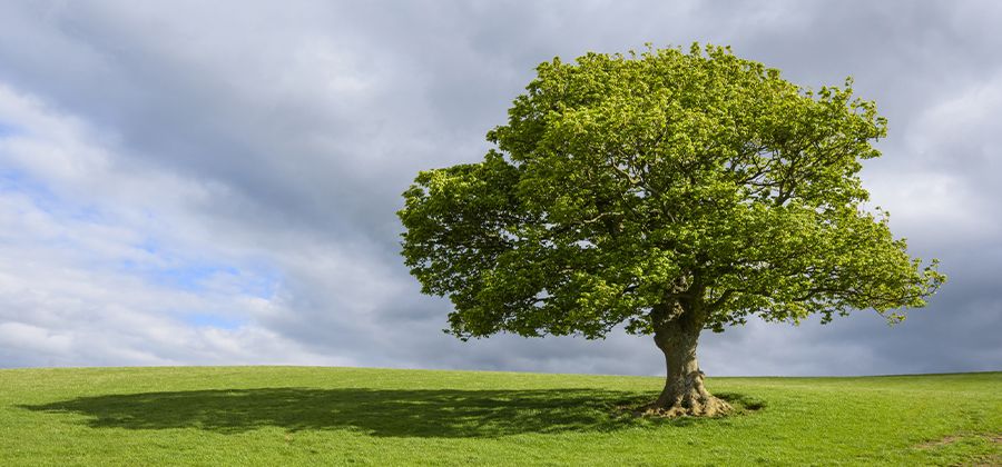 Cómo dibujar un árbol: Tutorial paso a paso | Adobe